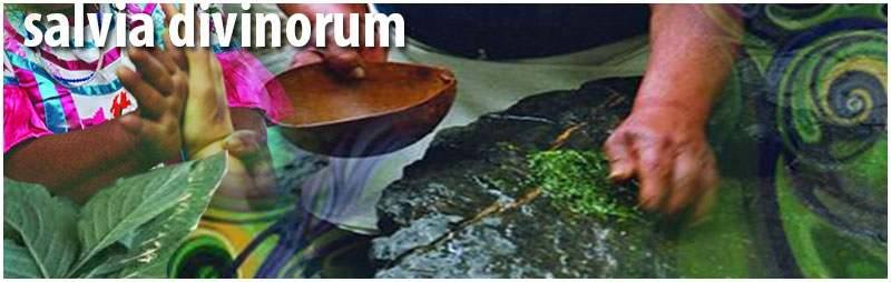 Salvia divinorum extracts and tincture